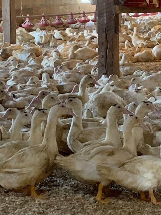 Moulard ducks in the growing barns at Hudson Valley Foie Gras.